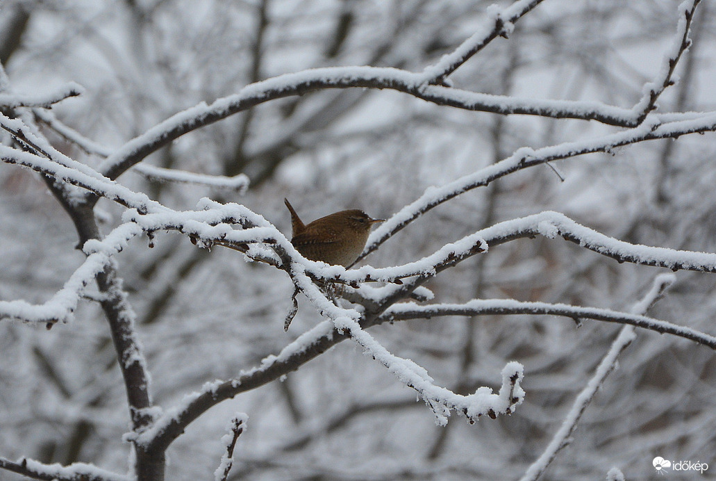 Ökörszem a havas ágon 01.15.