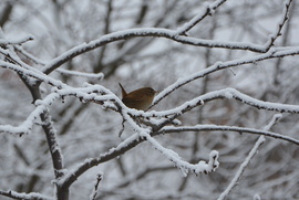 Ökörszem a havas ágon 01.15.