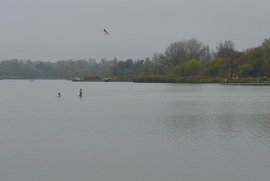 November közepén fürdőzők a Balatonban 11.16.