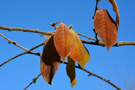 Porcukros reggel 11.19.