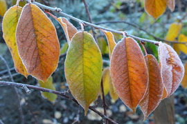 Fagyos reggel 11.19.