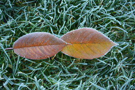 Fagyos, jeges reggel