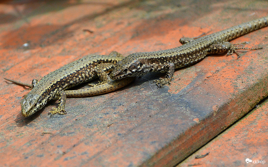 Sütkérező gyíkok (Fali gyík) 05.22.
