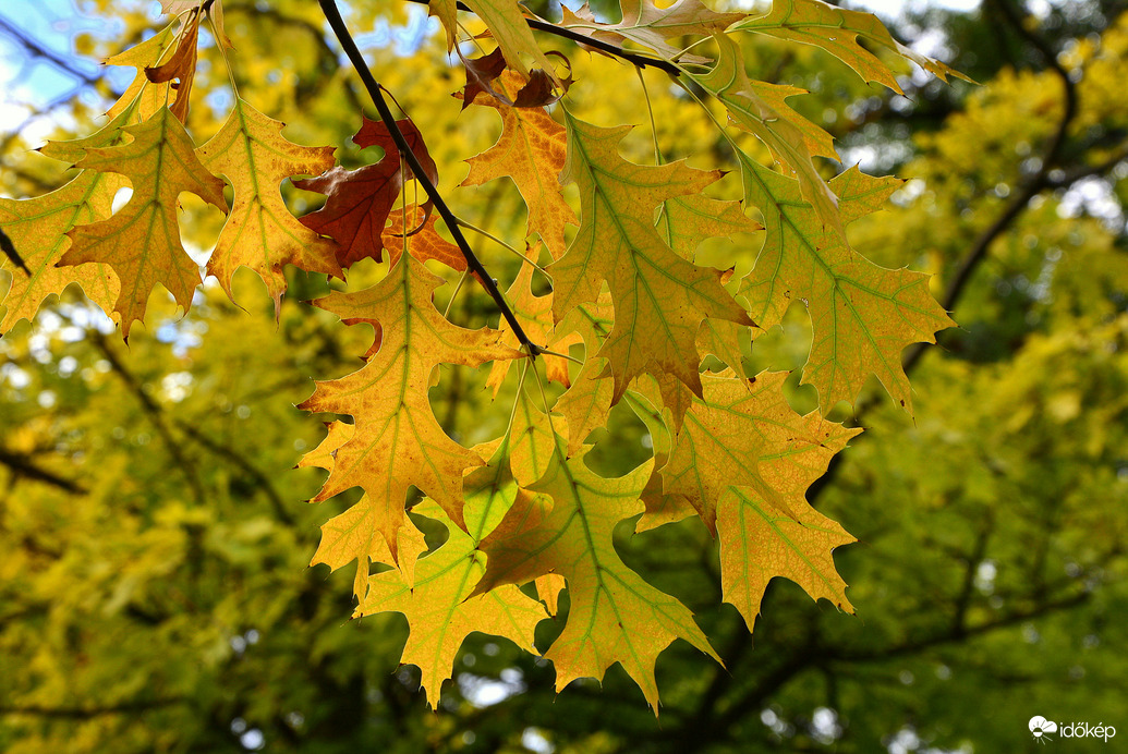 Szombathelyi ősz október első napján