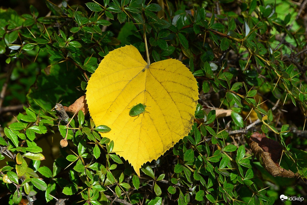 Szombathelyi ősz október első napján
