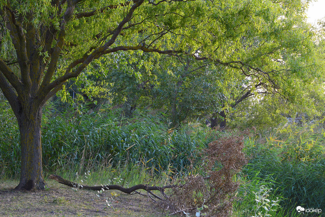 Az ősz kezdete a csorvási Forrás-tónál