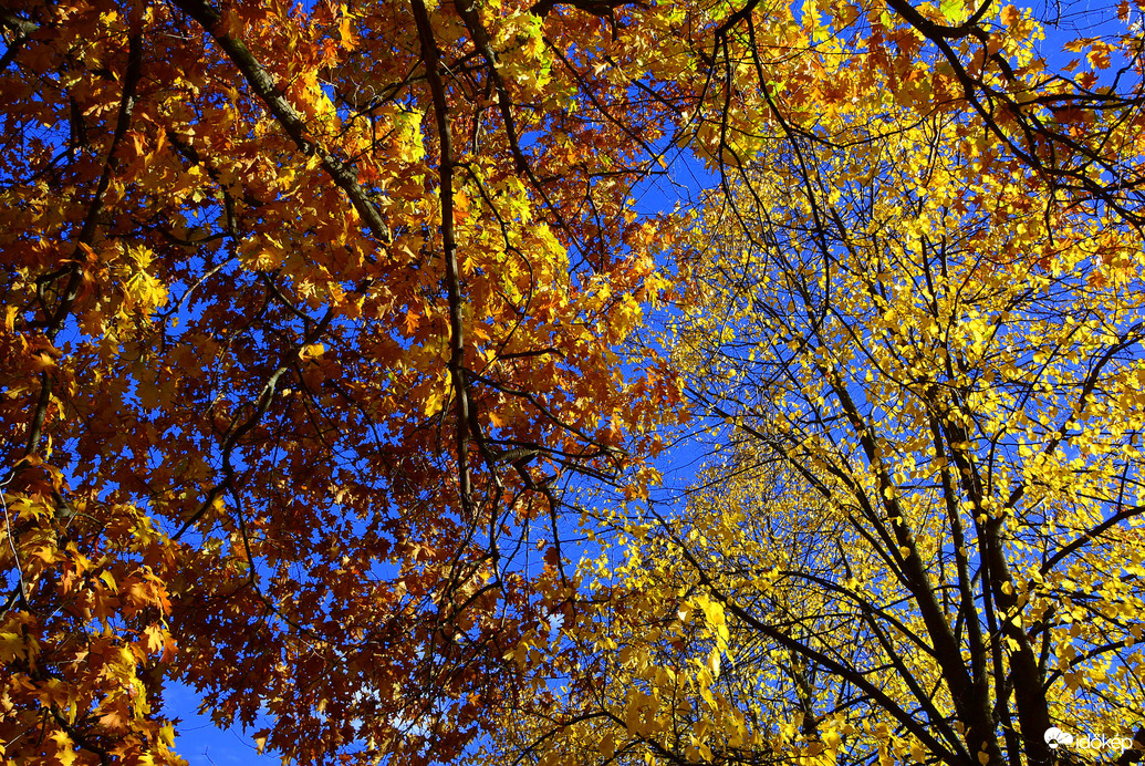 Színes októberi ősz Kőszegen 10.24.