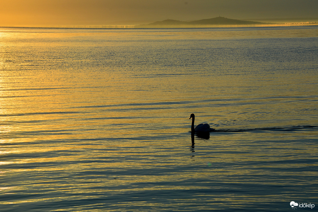 Hattyú a szeptemberi napkeltében 09.04.