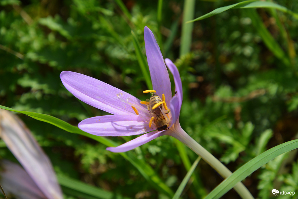 Őszi kikerics és szorgosa 09.18.