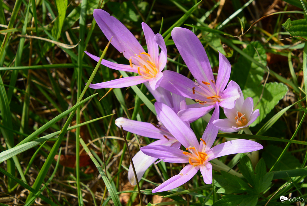 Nyílik a réteken az őszi kikerics 09.18.