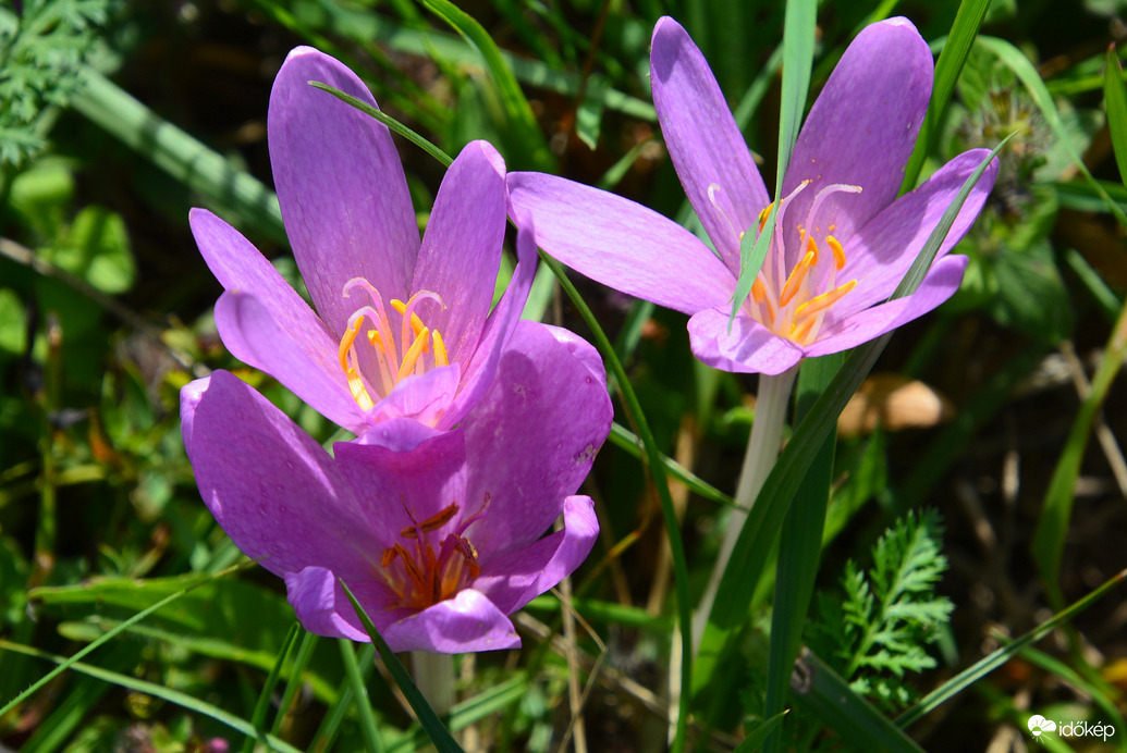 Virágzik az őszi kikerics 09.18.