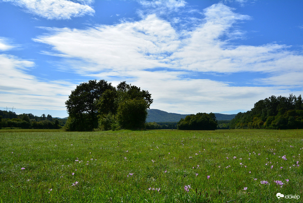 Virágzik az őszi kikerics 09.18.