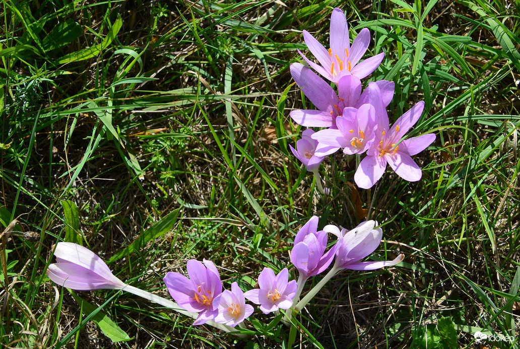 Nyílik az őszi kikerics 09.18.