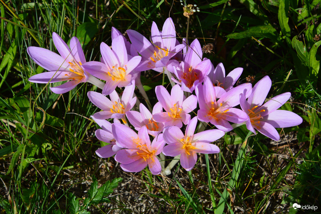 Őszi kikerics 09.18.