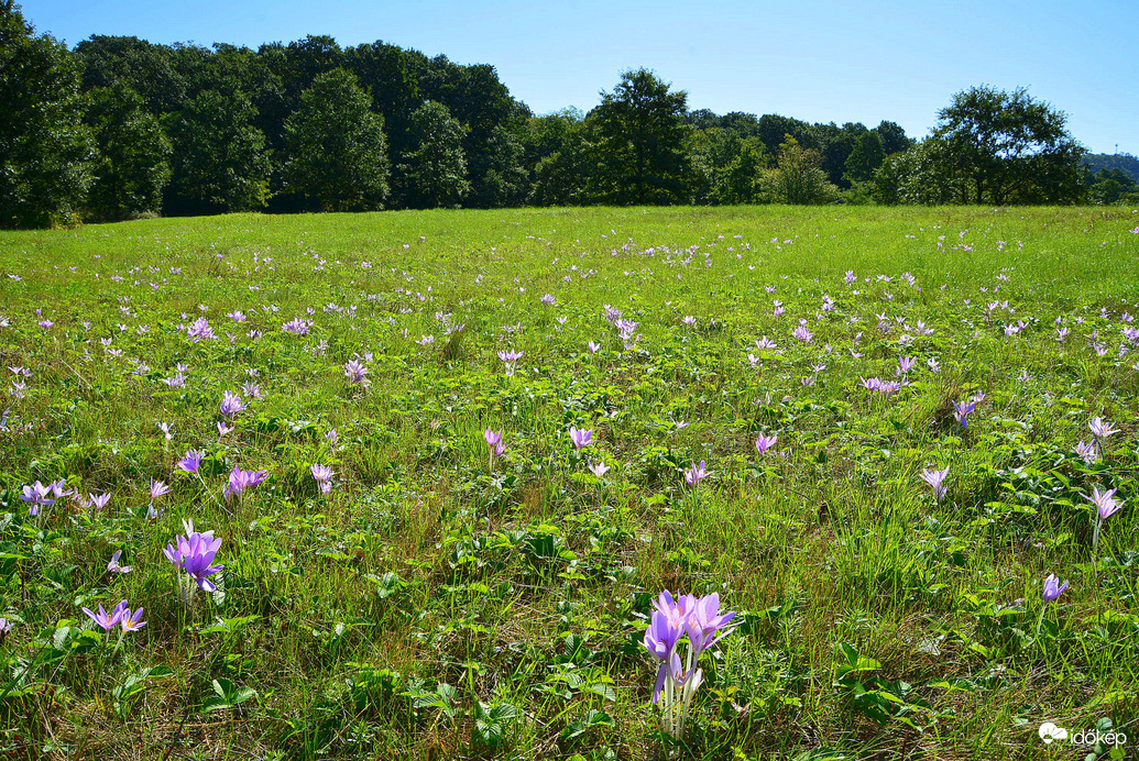 Őszi kikerics kék égbolt alatt 09.19.