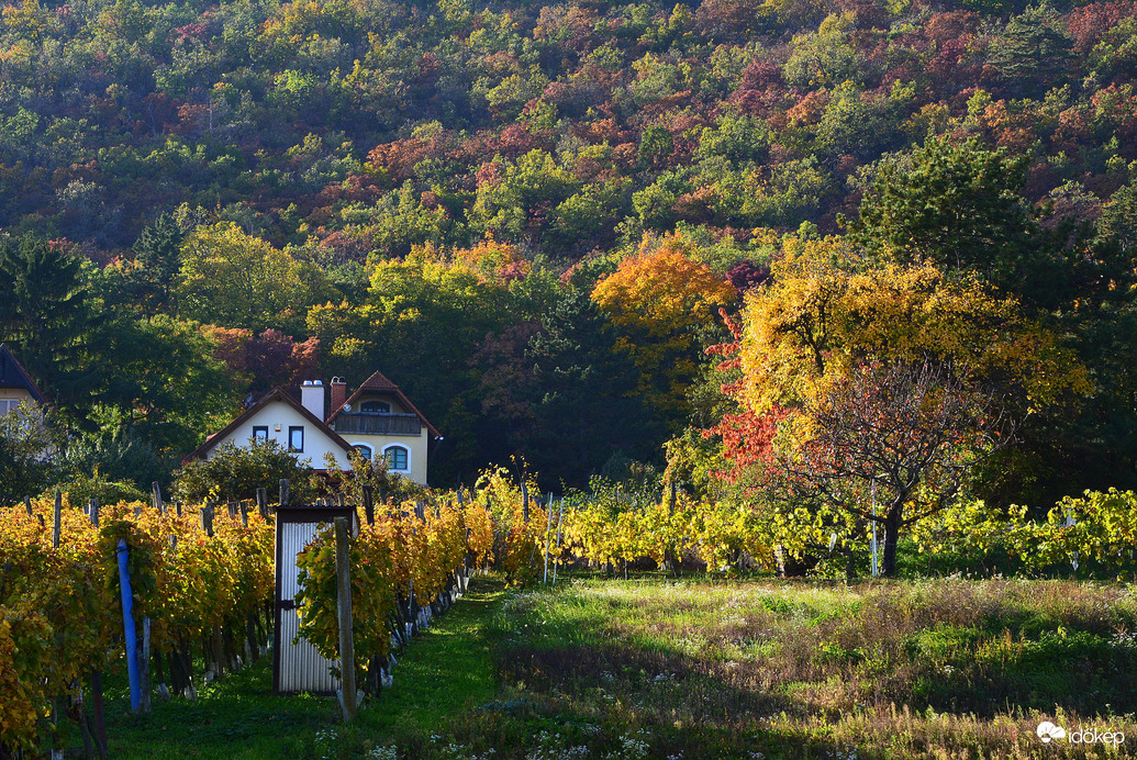 Októberi ősz Balatongyörökön 10.25.