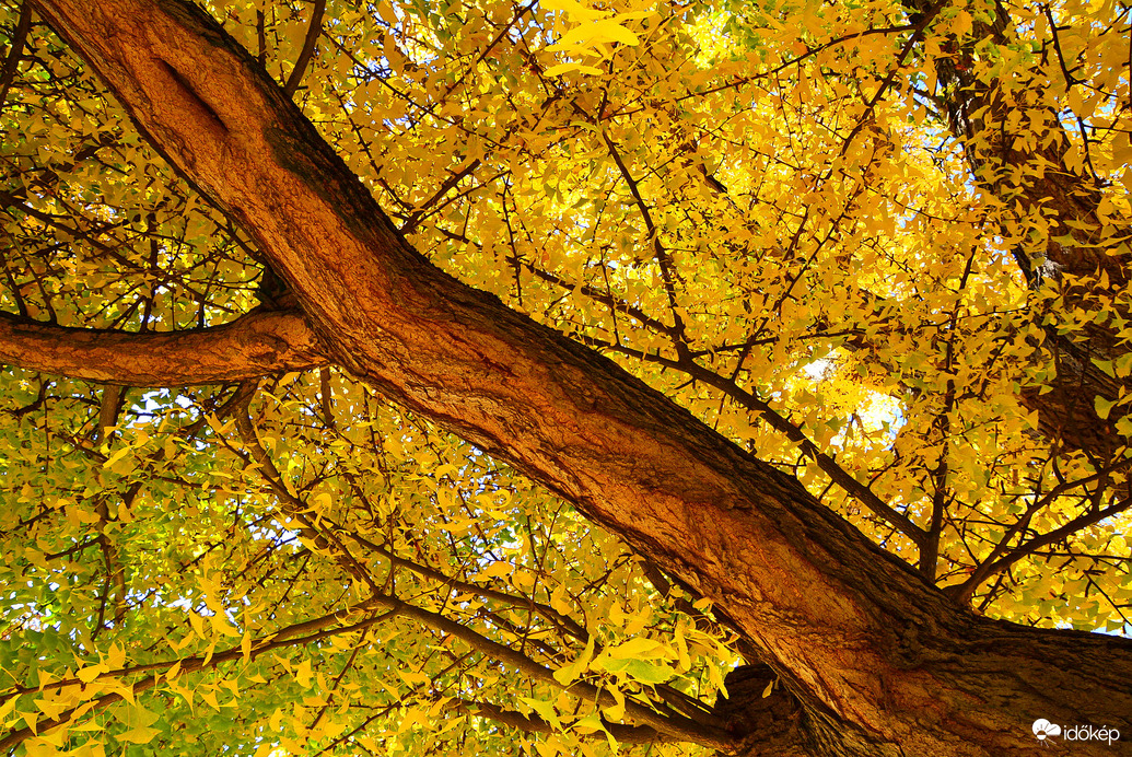 Sárga ruhát öltött a Ginkgo biloba (Kínai páfrányfenyő)
