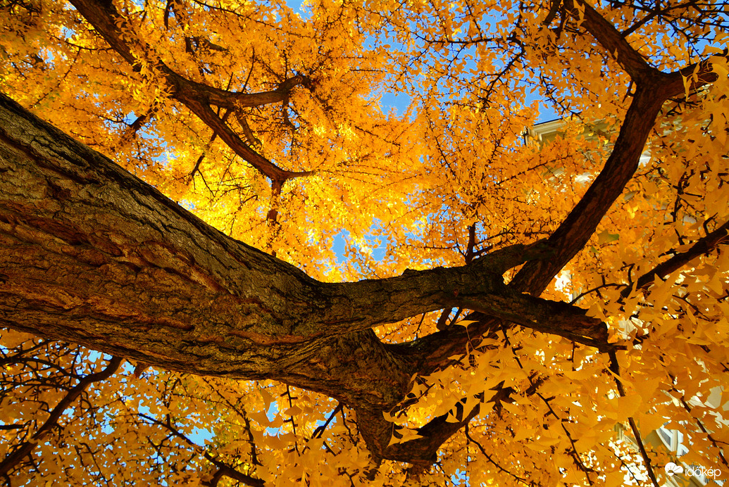 Sárga ruhát öltött a Ginkgo biloba (Kínai páfrányfenyő)
