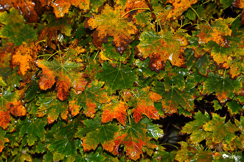 Esőcseppes falevelek 11.03.