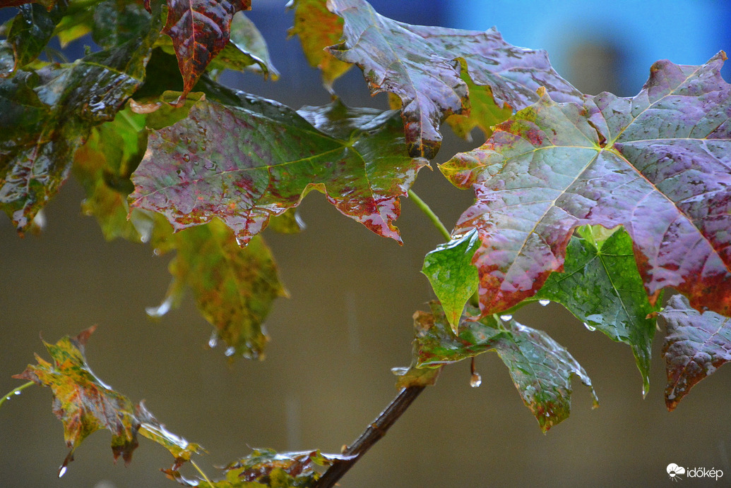 Esőcseppes falevelek 11.03.