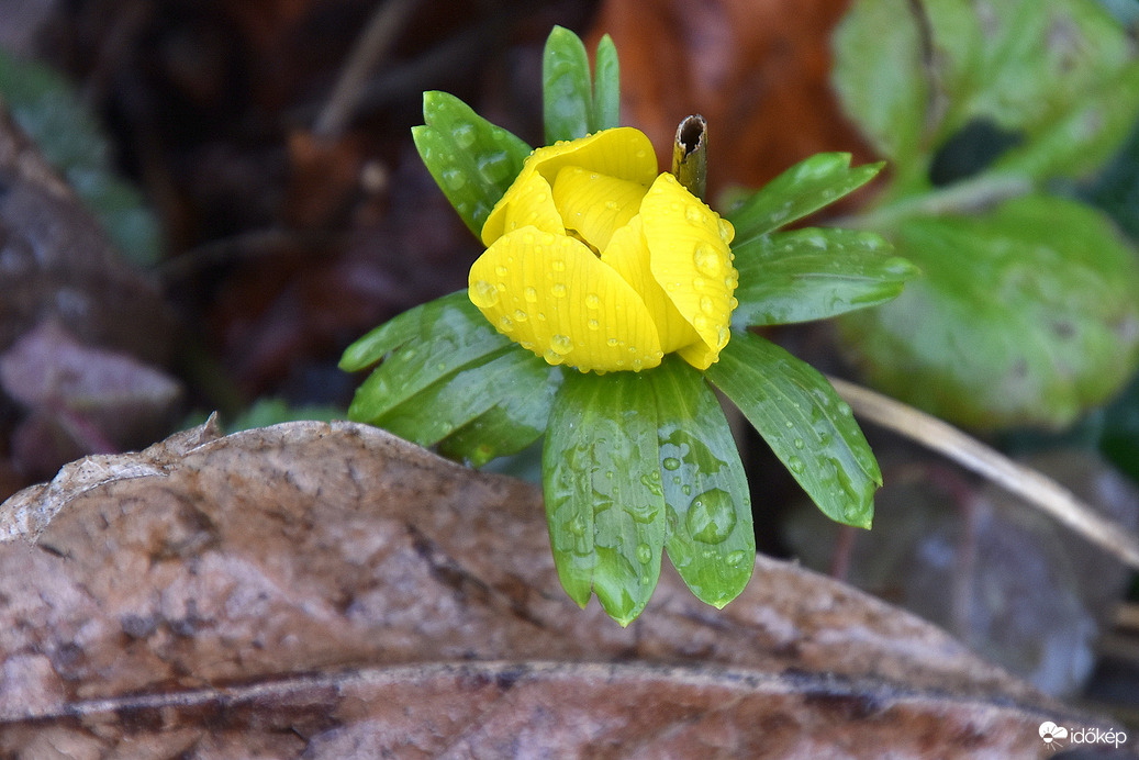Téltemető - Cseppesen