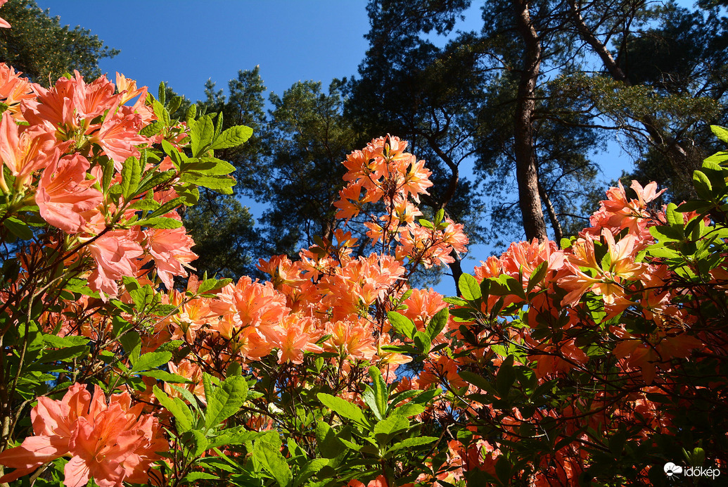 Gyönyörű rododendron virágzás a Jeli Arborétumban 05.01.