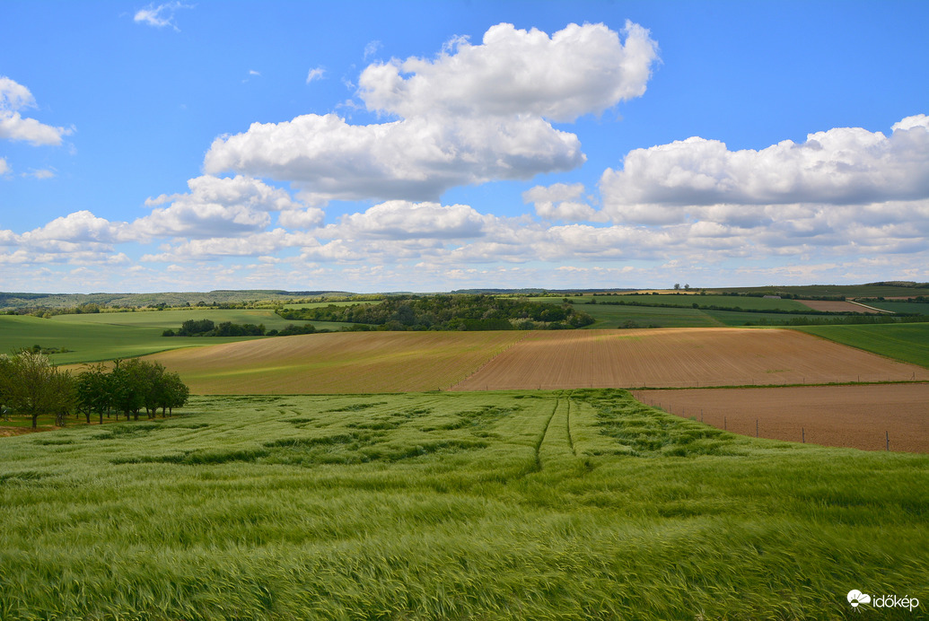 Gabonaföldek gomolyfelhők alatt