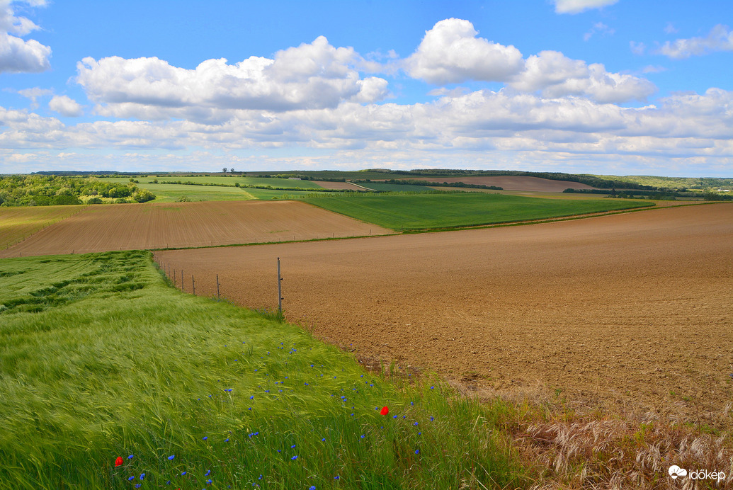 Gabonaföldek gomolyfelhők alatt