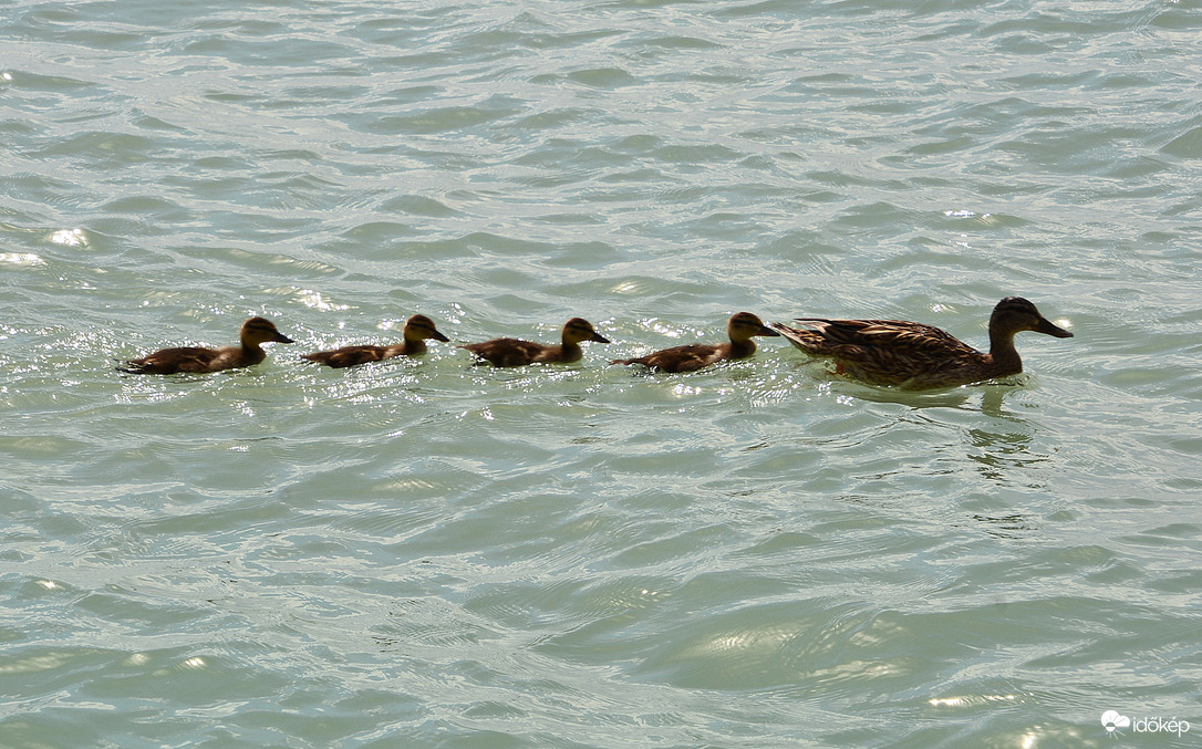Kacsacsalád a Balatonon 05.18.