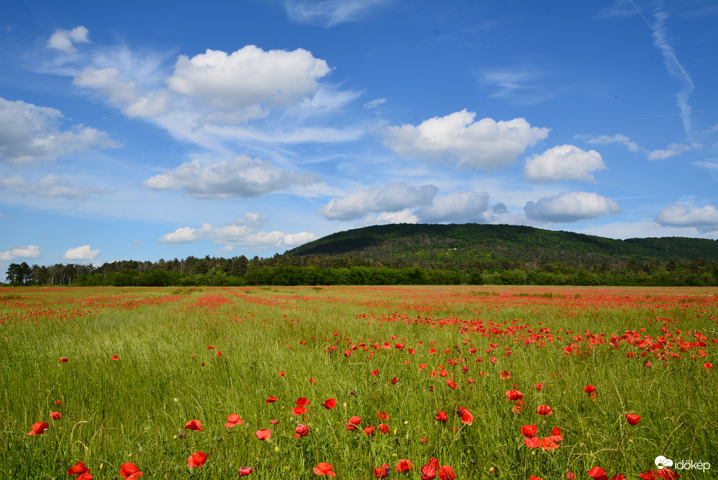 Pipacsmező Sümeg határában 05.20.