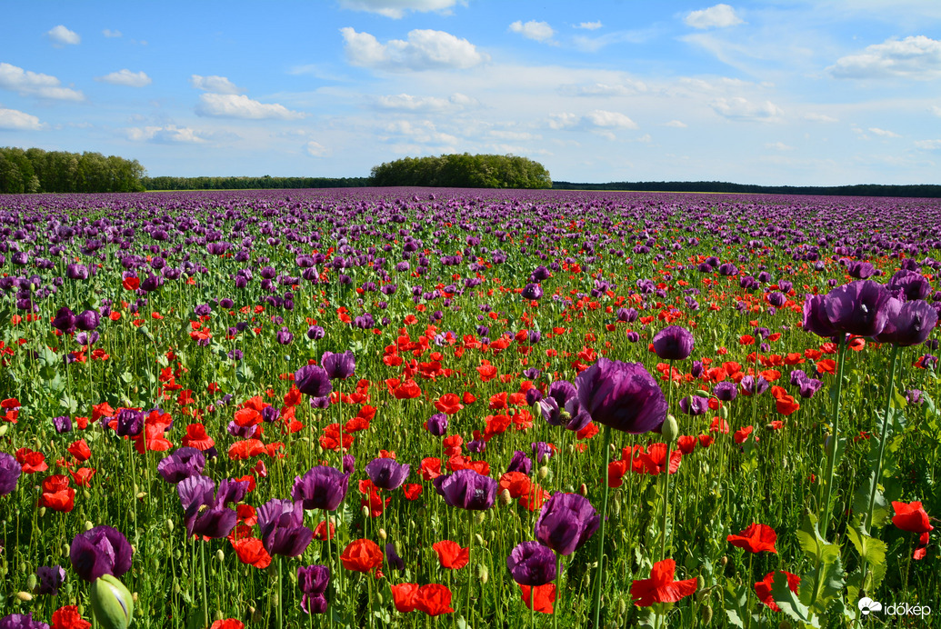 Szinte végtelen, gyönyörű mákmező 05.20.