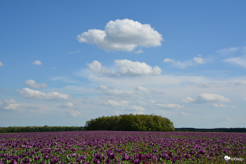 Szinte végtelen, gyönyörű mákmező 05.20.