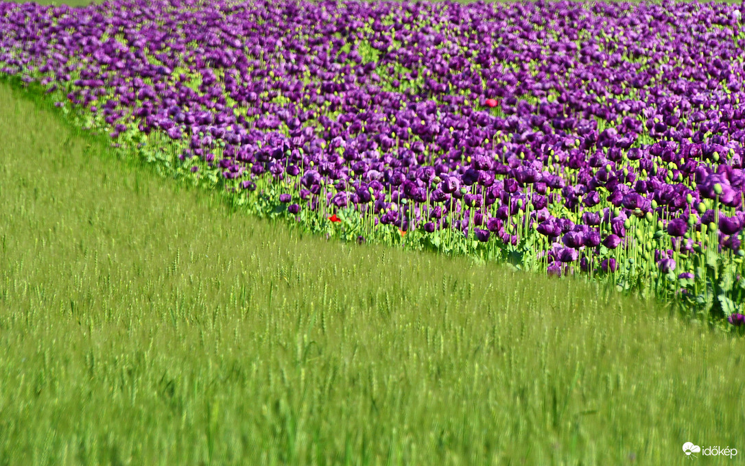 Mák és kalászos föld találkozása 05.20.