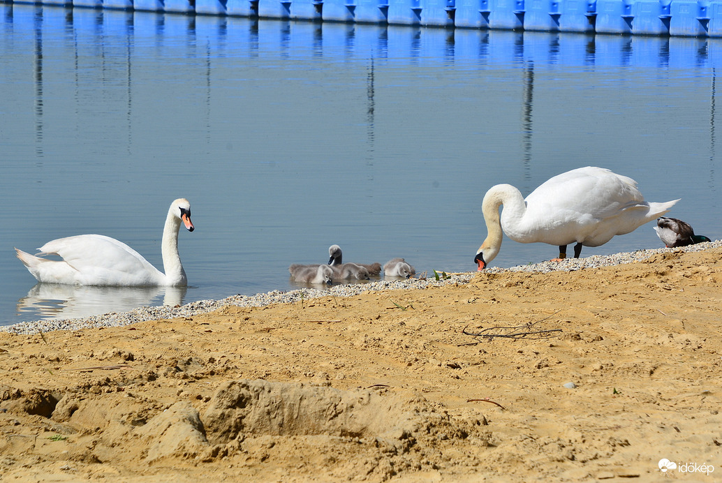 Cuki hattyúcsalád táplálkozik vizinövényekkel a vonyarci part mentén 06.02.