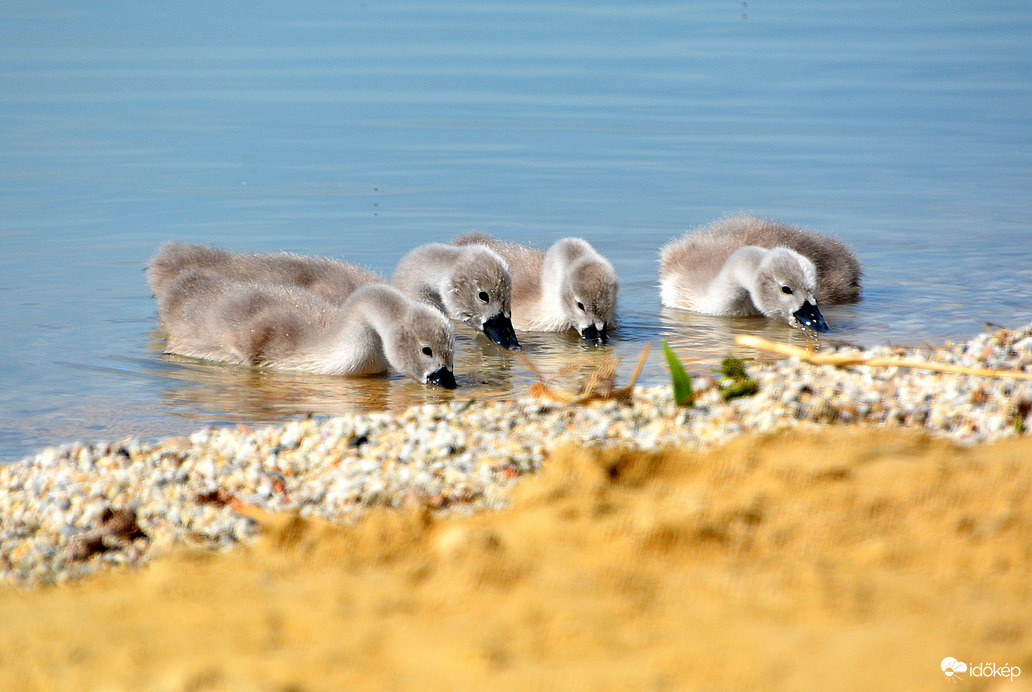 Cuki hattyú fiókák 06.02.