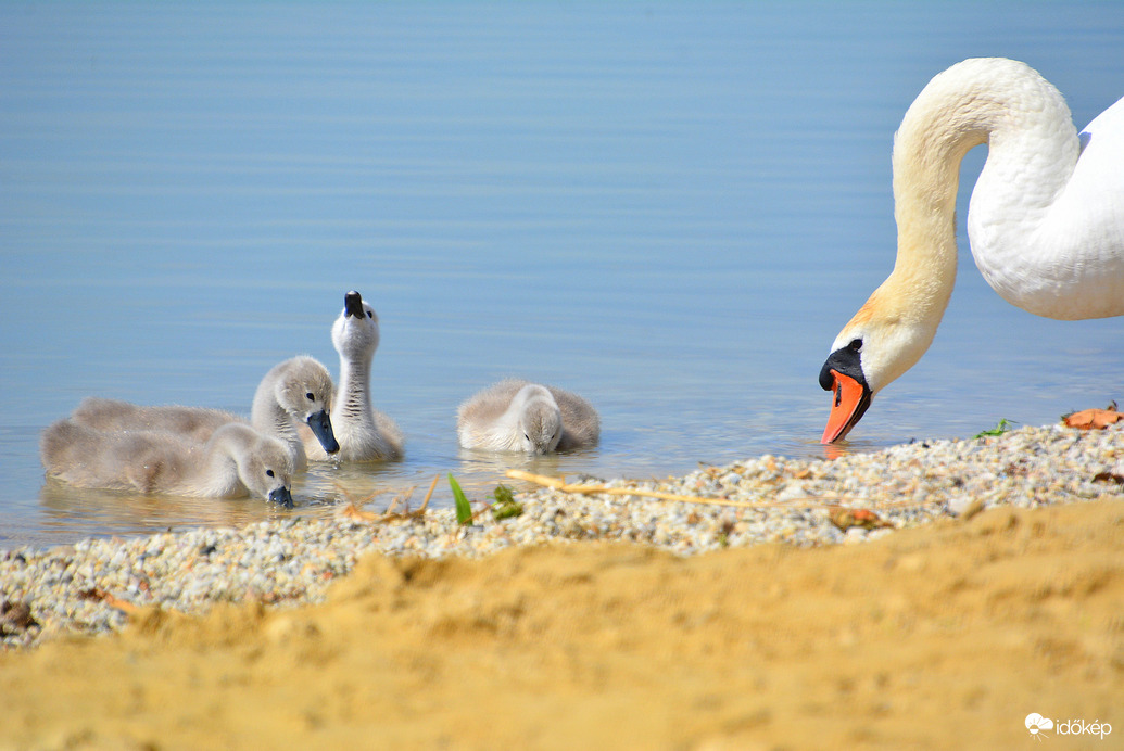 Cuki hattyúcsalád táplálkozik vizinövényekkel a vonyarci part mentén 06.02.