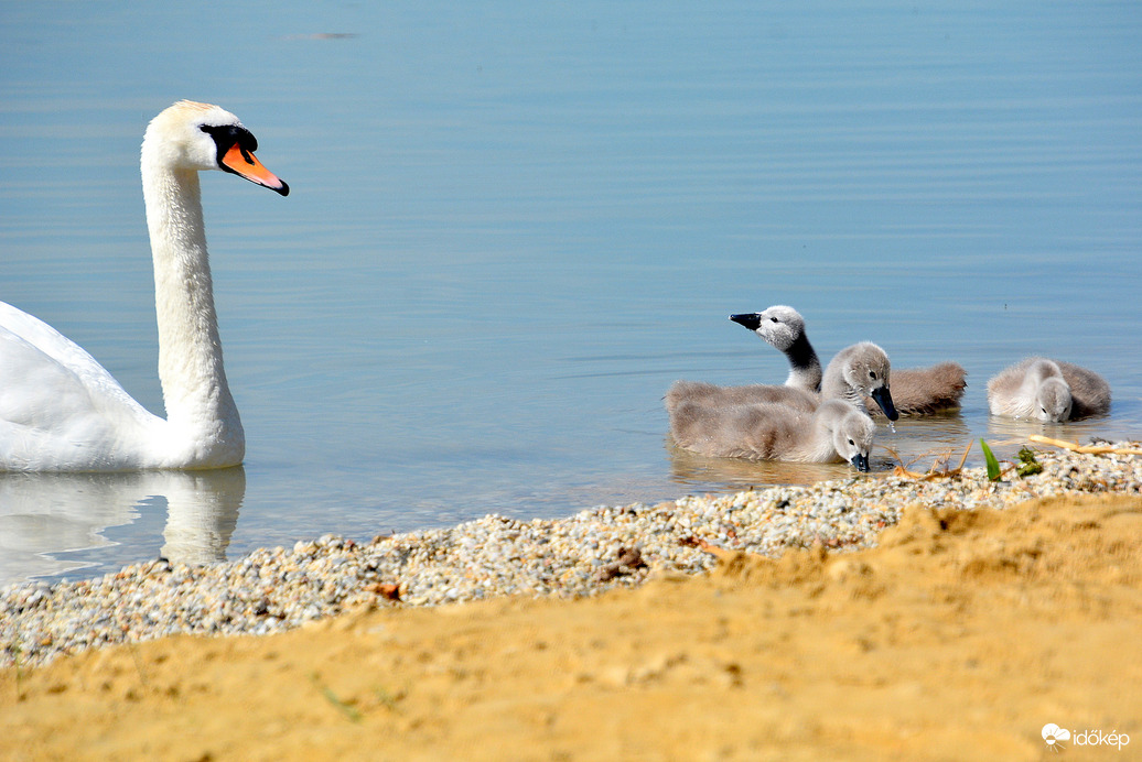 Cuki hattyúcsalád 06.02.