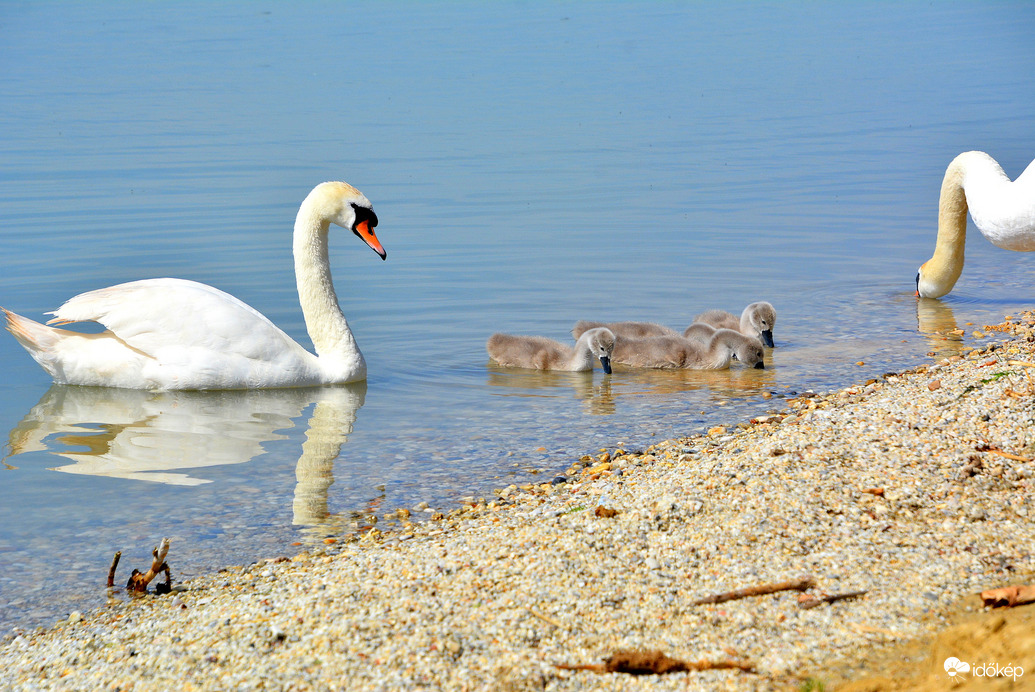 Cuki hattyúcsalád táplálkozik vizinövényekkel a vonyarci part mentén 06.02.