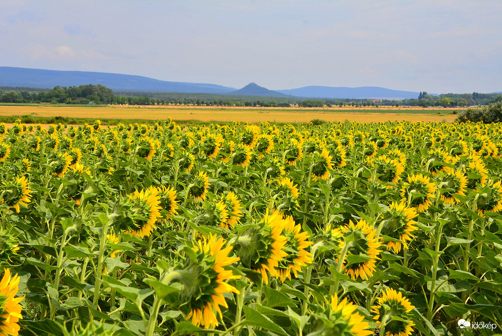 Napraforgók 07.07.