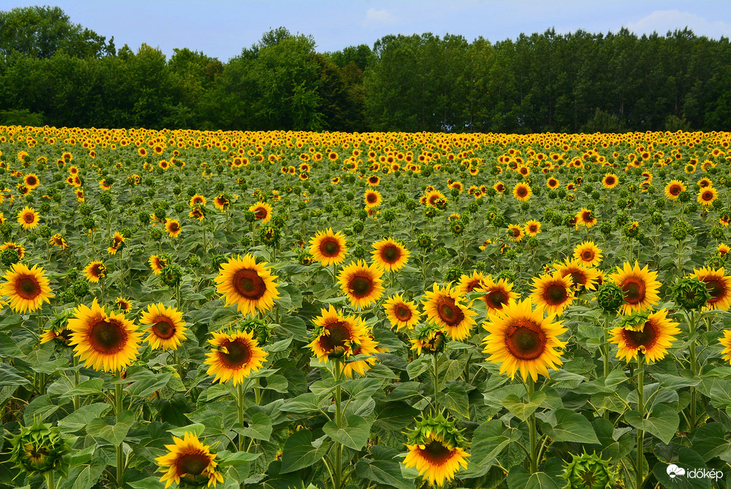 Napraforgók 07.07.