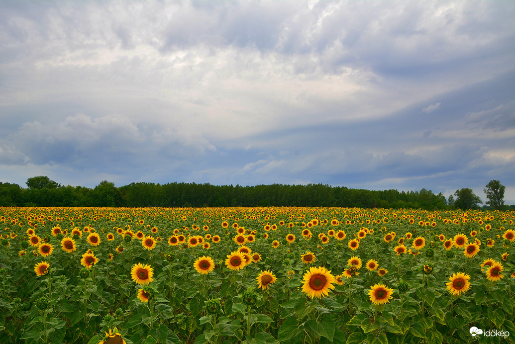 Napraforgók zivatarfelhők alatt 07.07.