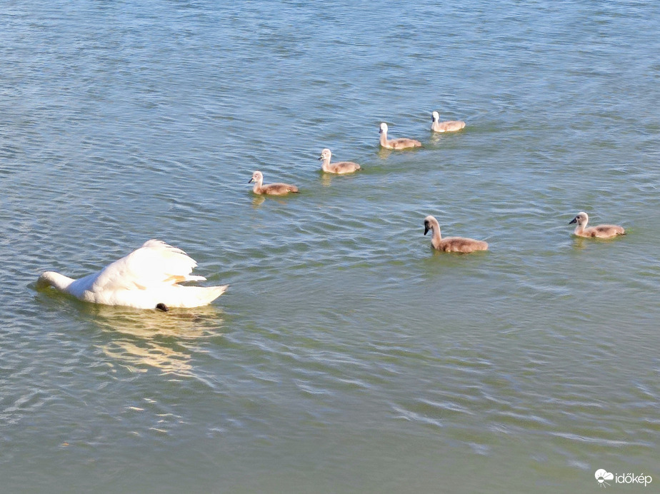 Cuki hattyúcsalád 05.27.