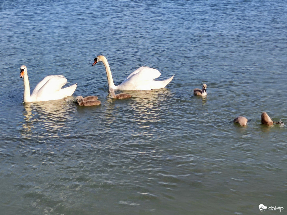 Cuki hattyúcsalád 05.27.