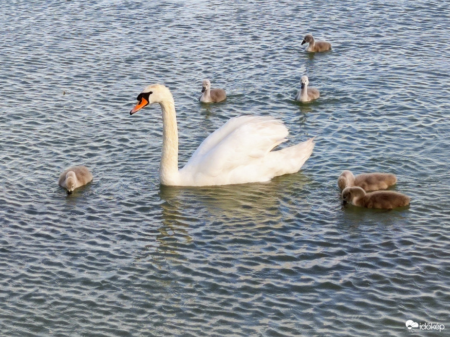 Cuki hattyúcsalád 05.27.