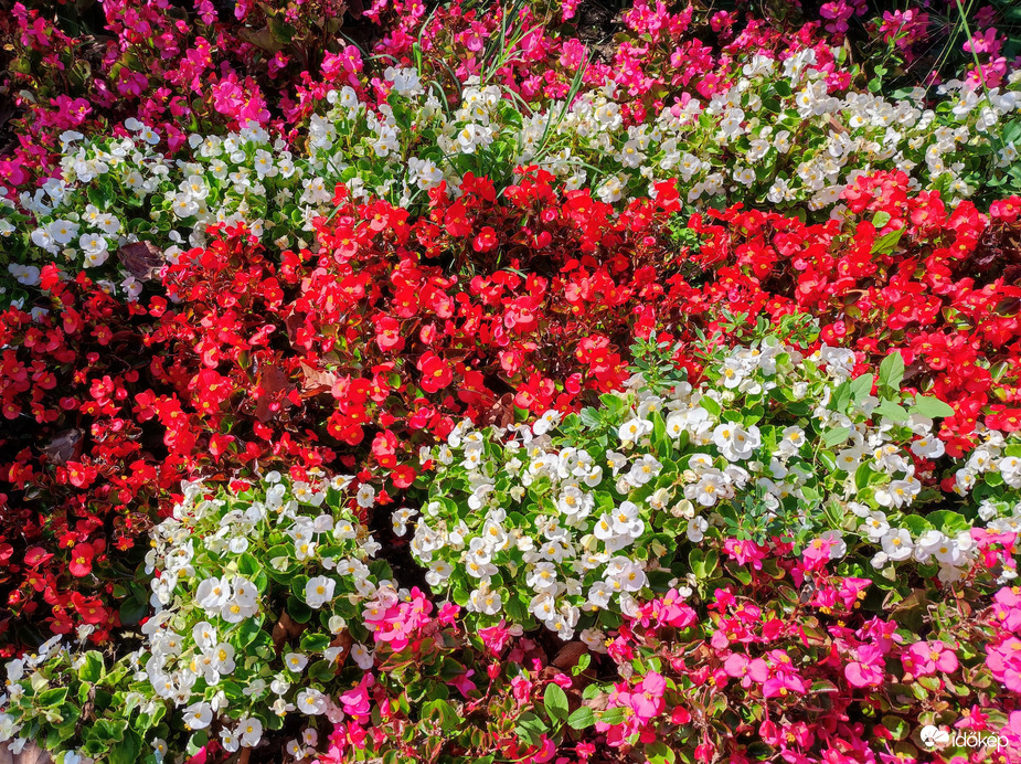 Még nyílnak a kerti virágok (Nem a völgyben és szeptember végén! :))