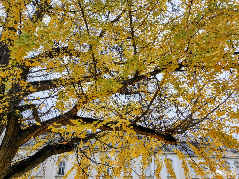 November közepén 11.16.