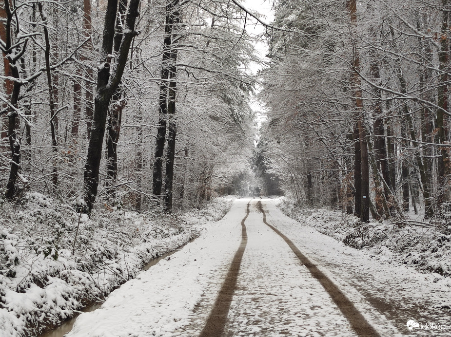Út a havas erdőbe 12.25.