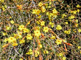 Nyílik már a téli jázmin 02.23.