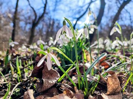 A tavasz hirnokei 02.25.