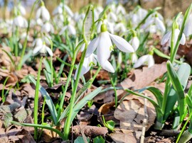 A tavasz hirnokei 02.25.